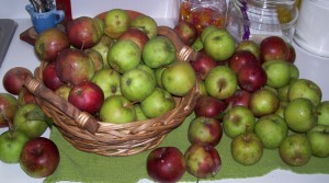 Apples acquired from the Moreau homestead in Wells