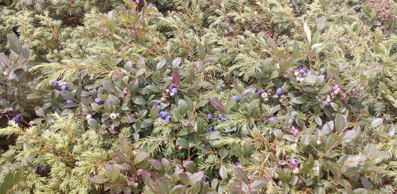 Wild Maine Blueberries in Acadia National Park Kellie's Belly
